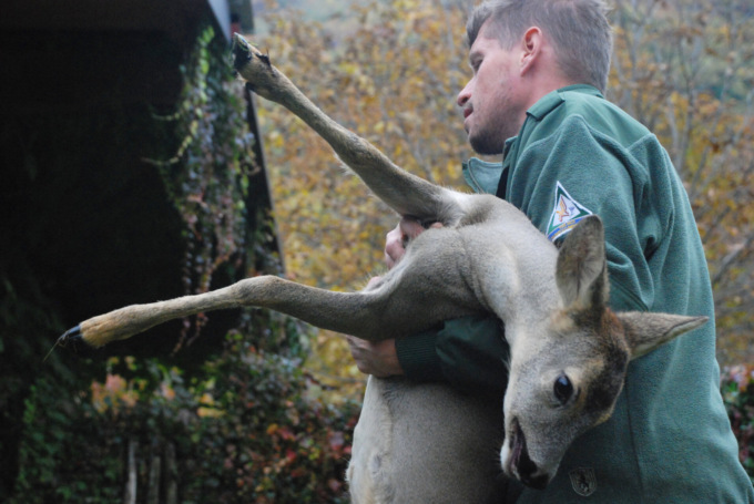 Emergenza cinghiali: la Città metropolitana assume 15 agenti faunistico venatori