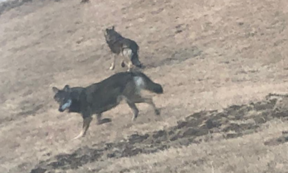 Allarme a Cinzano: "Avvistati dei lupi diretti verso il paese"
