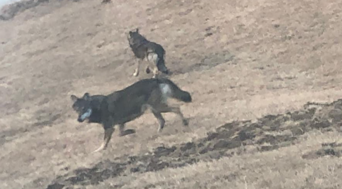 Allarme a Cinzano: “Avvistati dei lupi diretti verso il paese”