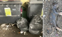 Al Villaggio Olimpia la spazzatura abbandonata attira i topi