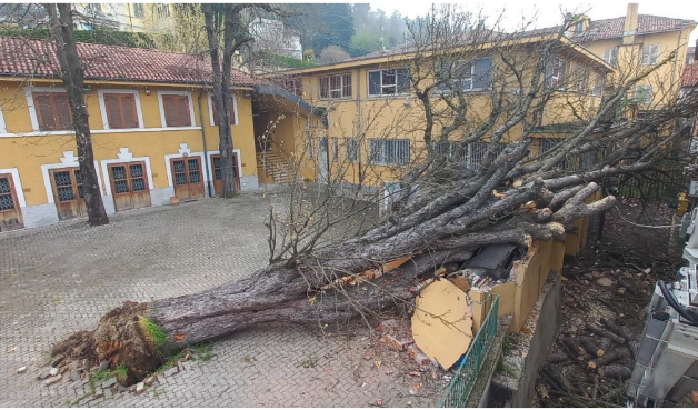 Albero caduto a San Mauro: “Lo schianto non era prevedibile”