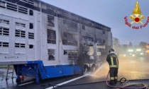 Camion bestiame in fiamme: vitelli morti carbonizzati