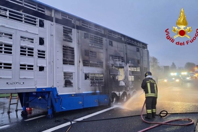 Camion bestiame in fiamme: vitelli morti carbonizzati