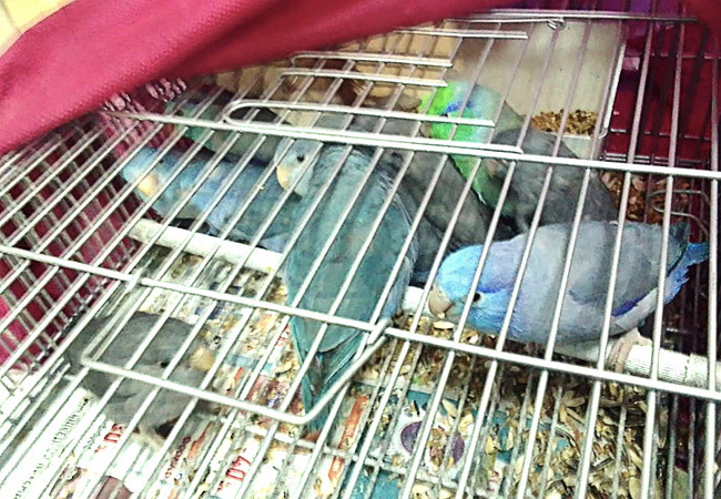 Da Torino al porto di Genova con 37 uccellini stipati sotto il sedile dell’auto