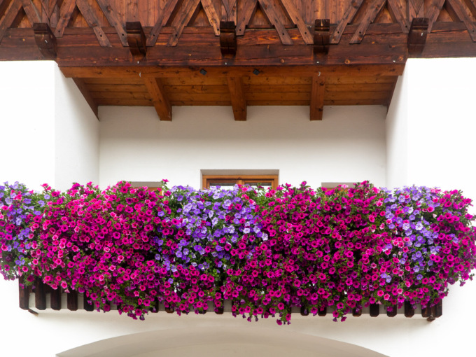 In regalo con La Nuova Periferia di Settimo la “Bella di giorno”