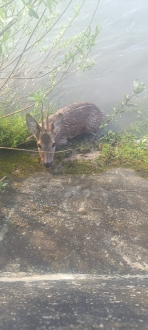 Capriolo finisce nel canale Cimena, salvato dai vigili del fuoco