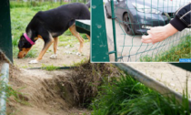 "L’area cani di via Borsellino è abbandonata: servono interventi immediati"