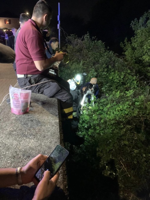 Cucciolo si perde e rimane incastrato tra i rovi: salvato dai Vigili del fuoco