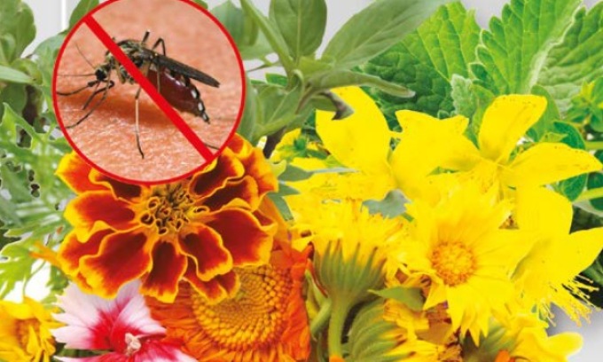 In regalo con la Nuova Periferia di Settimo i fiori antizanzare