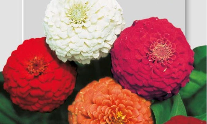 In regalo con la Nuova Periferia di Settimo le coloratissime zinnie nane pompon