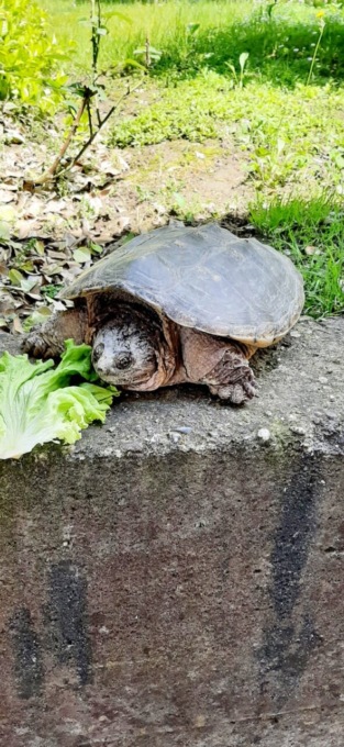 Gassino: recuperata una tartaruga azzannatrice nel giardino di un maneggio