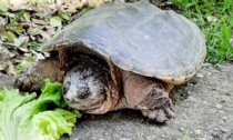 Gassino: recuperata una tartaruga azzannatrice nel giardino di un maneggio