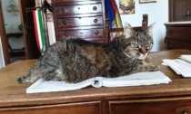 San Mauro: è morto il gatto che viveva in Municipio