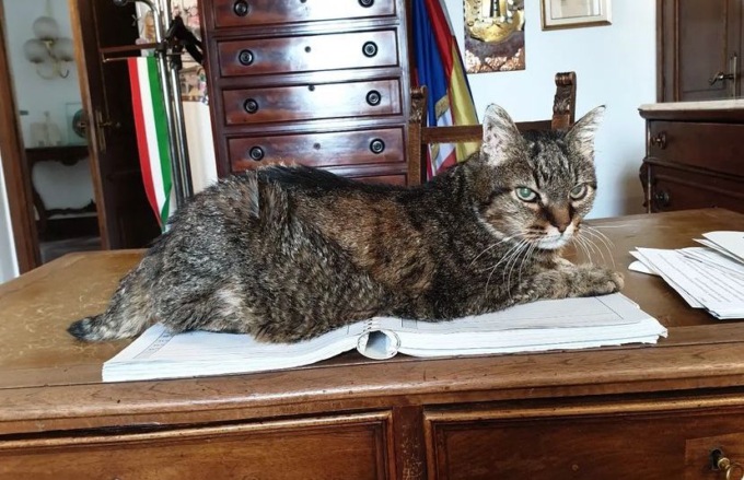 San Mauro: è morto il gatto che viveva in Municipio