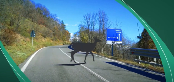 In città metropolitana un’app per prevenire gli incidenti con la fauna selvatica