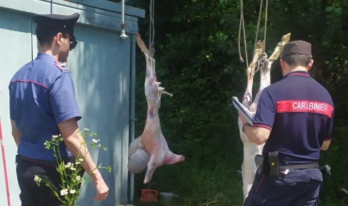 Animali maltrattati e macellati clandestinamente per il rito musulmano