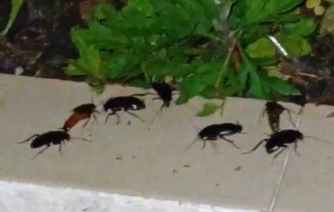 Settimo: “Siamo invasi dagli scarafaggi, si faccia qualcosa”