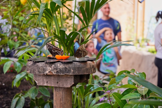 Tre panda rossi e trecento farfalle: i nuovi arrivi al Bioparco Zoom