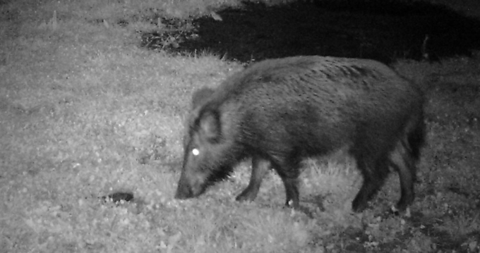 A Castiglione preoccupazione per i cinghiali: “E’ un grosso problema”