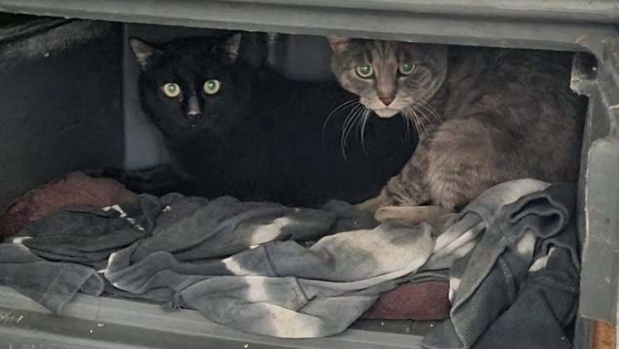 L’SOS del rifugio Le Sfigatte: “Siamo al collasso, servono stalli e adozioni”