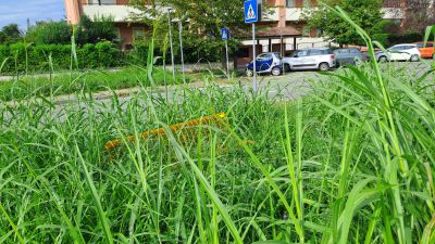 Pra Granda, l’erba infestante «invade» tutto: interviene il Comune