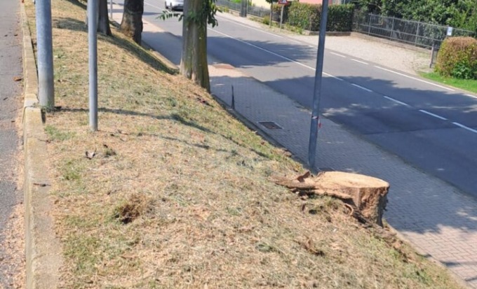 A Castiglione taglio di piante pericolose e rimozione materiale ligneo dai corsi d’acqua