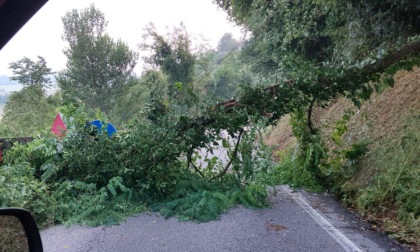 Cade un altro albero sulla ex provinciale