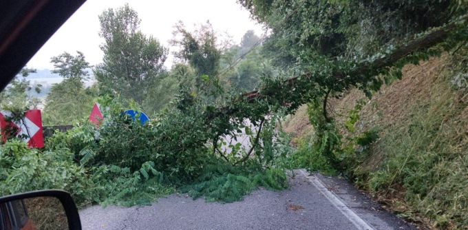Cade un altro albero sulla ex provinciale