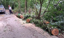 Gassino: il maltempo abbatte diversi alberi