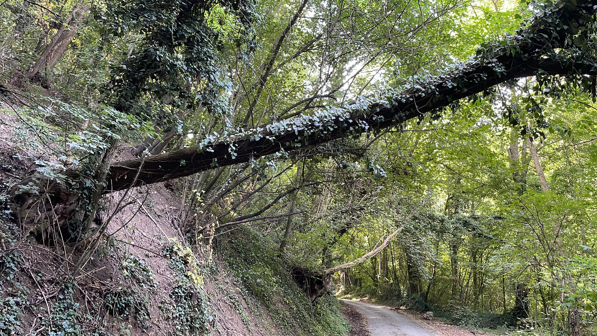 alberi gassino 4