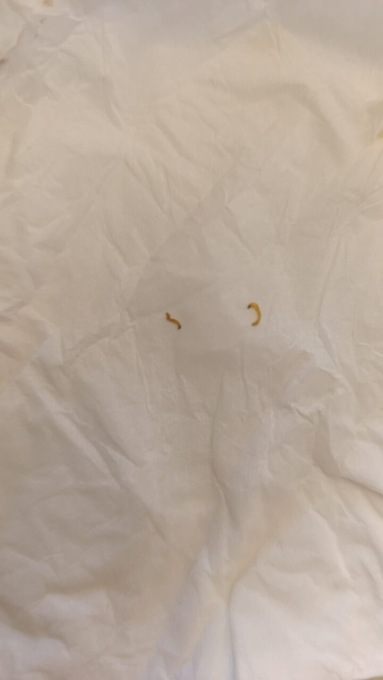 A Settimo vermi nel cibo della mensa scolastica: il Comune si attiva per fare massima chiarezza