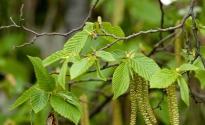 Venaria verso un futuro più verde: 1,26 milioni per la forestazione urbana