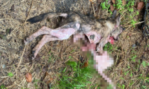 In Collina ritrovata la carcassa di un animale: potrebbe trattarsi di un lupo