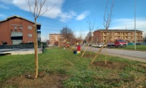 Alberi: a Settimo Torinese 50 piantumazioni, 400 potature e ben 220 abbattimenti