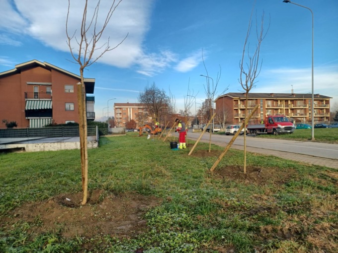 Alberi: a Settimo Torinese 50 piantumazioni, 400 potature e ben 220 abbattimenti