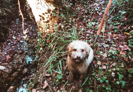 Tartufi: indennizzi per chi si impegna a preservarne la conservazione e produzione