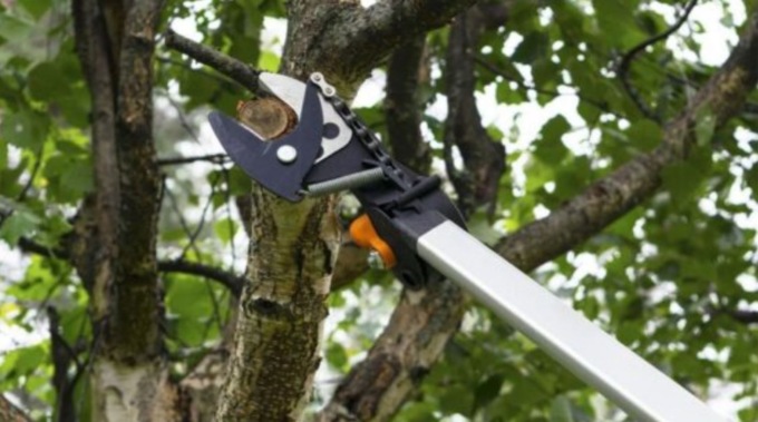 A Settimo partiti gli interventi sugli alberi tra potature, abbattimenti e piantumazioni