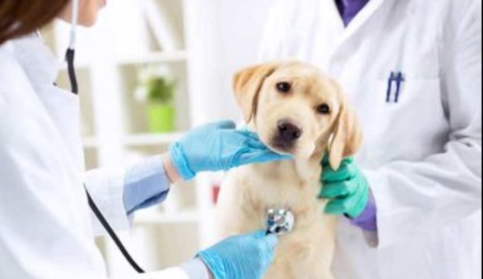 Barca e Bertolla restano senza veterinario: la 6ª Circoscrizione si attiva