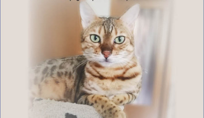 Il 17 febbraio è la festa dei gatti: mandateci le foto dei vostri mici!