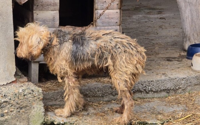 Salvata una cagnolina malata e maltrattata: viveva legata a una catena arrugginita