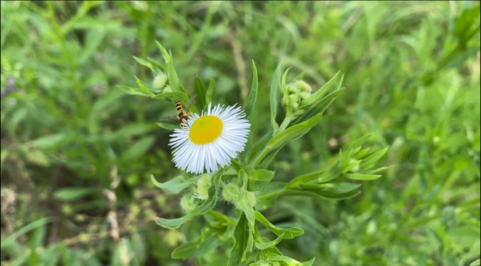 Colture più forti e sostenibili grazie alla biodiversità, una ricchezza per tutti