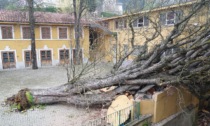 A San Mauro la caduta dell'ippocastano fa ancora molto "rumore"