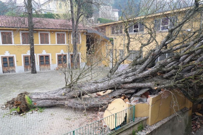 A San Mauro la caduta dell’ippocastano fa ancora molto “rumore”