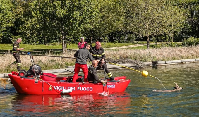Capriolo cade in una vasca alla Reggia di Venaria: salvato dai Vigili del Fuoco