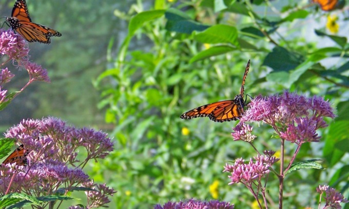 Ecco i fiori amici delle farfalle: aiutiamo la natura e coloriamo le nostre case