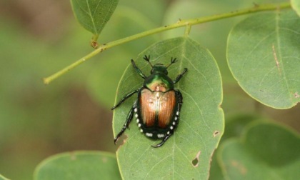 Intervento anti Popillia in via Schiapparelli ma c’è chi segnala “Siamo invasi, è ovunque”