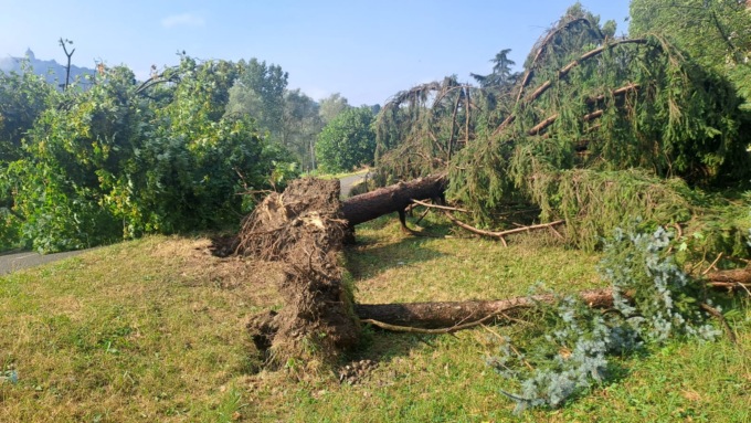 Maltempo, alberi sradicati e caduti in strada nella notte