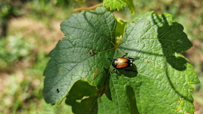 Il flagello del coleottero giapponese, l’agricoltura torinese conta già 6 milioni di danni