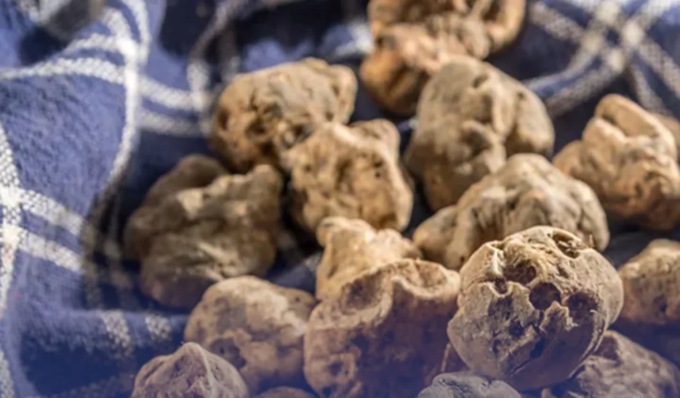 Tartufo, la Regione investe 1,5 milioni per la tutela