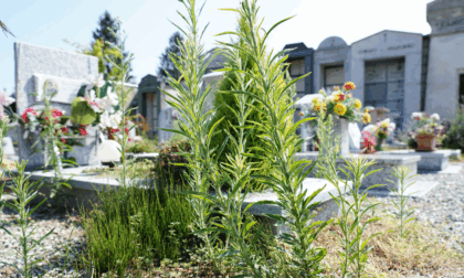 Gassino, chiusura temporanea del cimitero capoluogo per manutenzioni